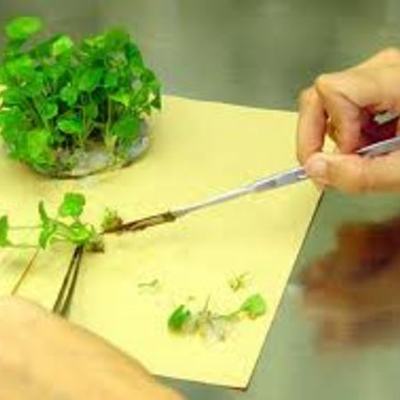 Timeline: historia de tejidos vegetales in vitro