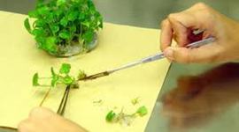Timeline: historia de tejidos vegetales in vitro
