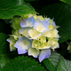Hydrangeas