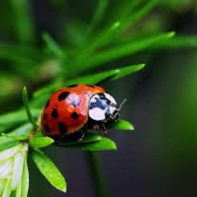 Timeline: A Ladybug's Adventure