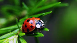 Timeline: A Ladybug's Adventure