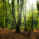 Fairy forest
