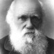 Standard darwincharles portrett