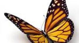 Timeline: Monarch Academy Timeline