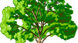 Timeline: Bowen's Development