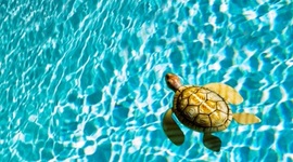 Timeline: antecedentes del turismo sustentable