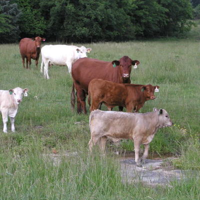 Timeline: Beefalo History