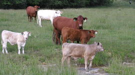 Timeline: Beefalo History