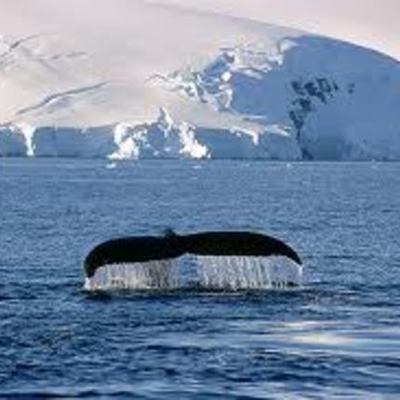 Timeline: Exploring Antarctica