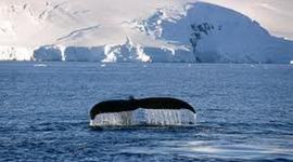 Timeline: Exploring Antarctica