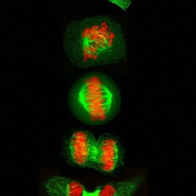 Timeline: Key Dates in the History of Biology