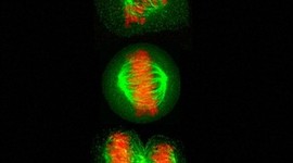 Timeline: Key Dates in the History of Biology