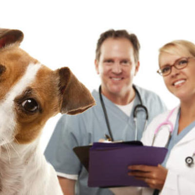 Timeline: inicios de la veterinaria en colombia