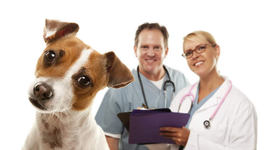 Timeline: inicios de la veterinaria en colombia