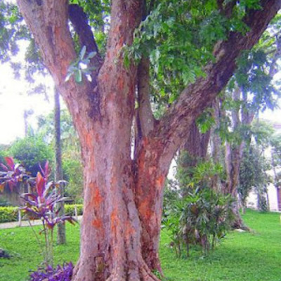 Timeline: Obras Modernistas