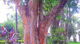 Timeline: Obras Modernistas