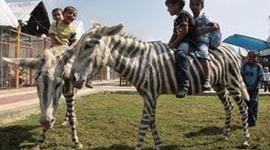 Timeline: Misfortunes of the aboriginal peoples of Australia in the 20th Century