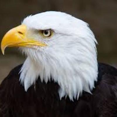 Timeline: US History: VHS Summer: Kris Dow