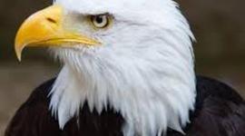 Timeline: US History: VHS Summer: Kris Dow