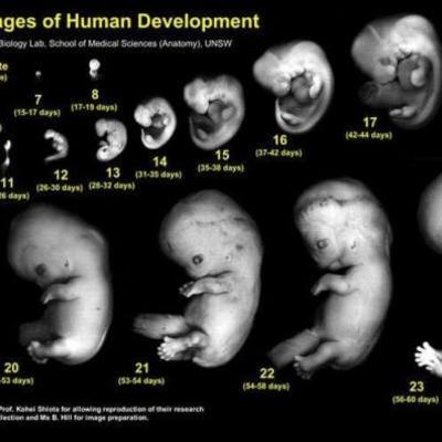 Timeline: Desarrollo embrionario y fetal
