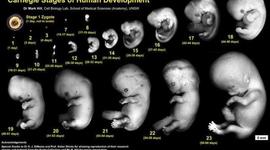 Timeline: Desarrollo embrionario y fetal