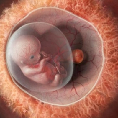 Timeline: Desarrollo Embrionario y Fetal.