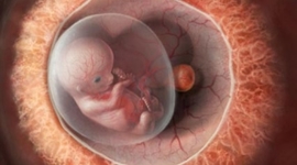 Timeline: Desarrollo Embrionario y Fetal.