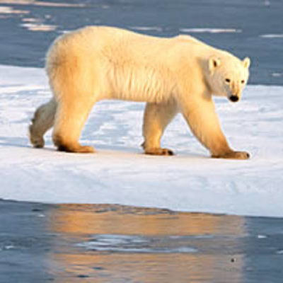 Timeline: CUMBRES DEL MEDIO AMBIENTE GRUPO Nº 1