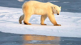 Timeline: CUMBRES DEL MEDIO AMBIENTE GRUPO Nº 1