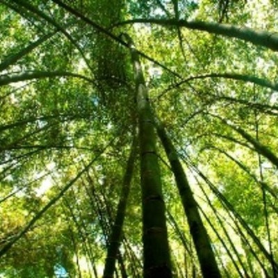 Timeline: Fechas ambientales