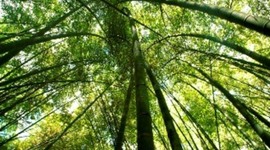 Timeline: Fechas ambientales