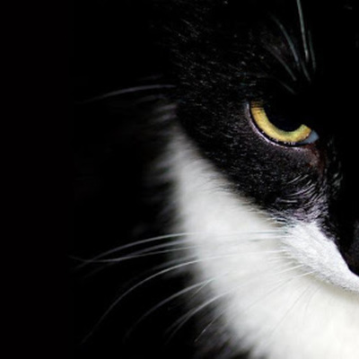 Timeline: LA HISTORIA DE LOS GATOS