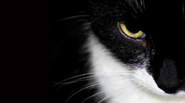 Timeline: LA HISTORIA DE LOS GATOS