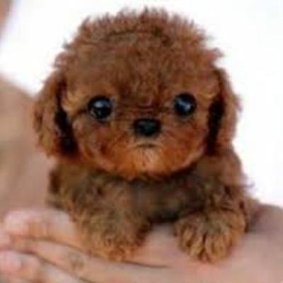 Timeline: 2013/2014 Reading Log