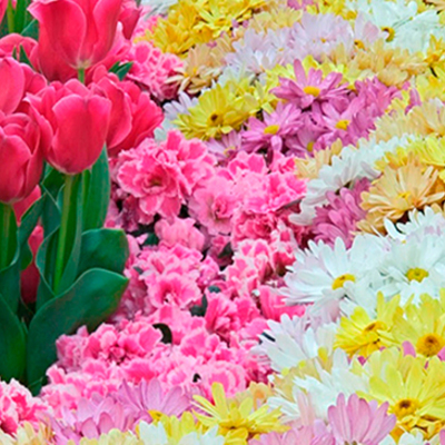 Timeline: Feria de las Flores