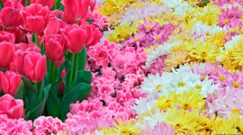 Timeline: Feria de las Flores