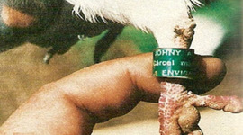 Timeline: Eventos Transcendentales de la Comunicación