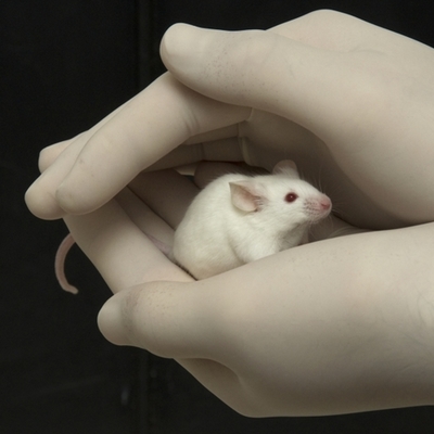 Timeline: As origens da Bioética