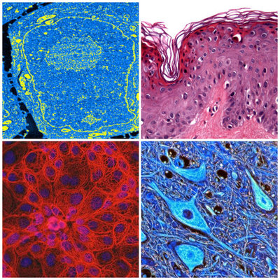 Timeline: La biología a través del tiempo