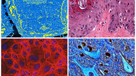 Timeline: La biología a través del tiempo