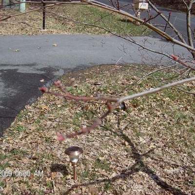 Timeline: Life of a Tree