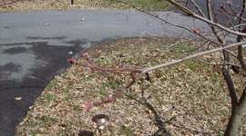 Timeline: Life of a Tree