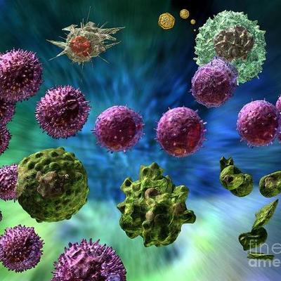 Timeline: Immune Response System