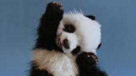 Timeline: Alexandra Li's Parallel Tmeline