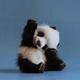 Baby panda