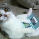 Animals playing video games
