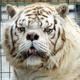 Kenny the downsyndrom tiger