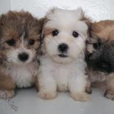 Timeline: Abigail hatfield