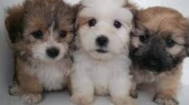 Timeline: Abigail hatfield