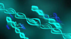 Timeline: Important Events in the History of DNA    By: Garrett Dort 3rd Period Biology Honors